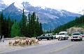 canada alberta 39